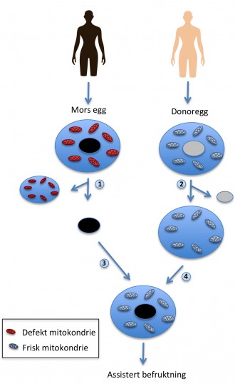 Figur som viser mitokondriedonasjon