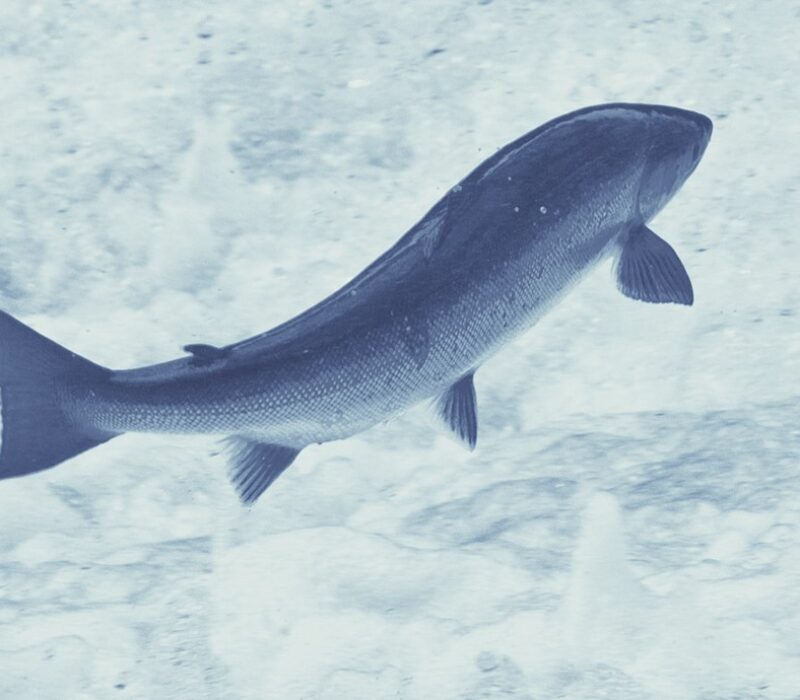 Steriliserer laks med gensaks