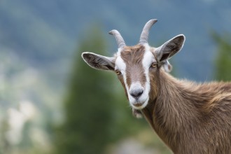 Genmodifiserte geiter