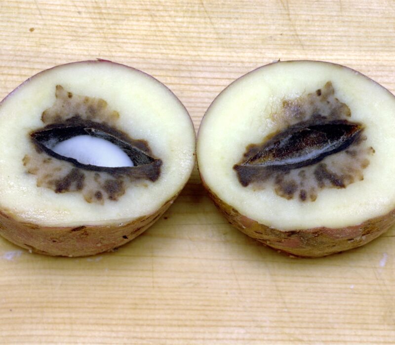 Genmodifisering mot tørròte  