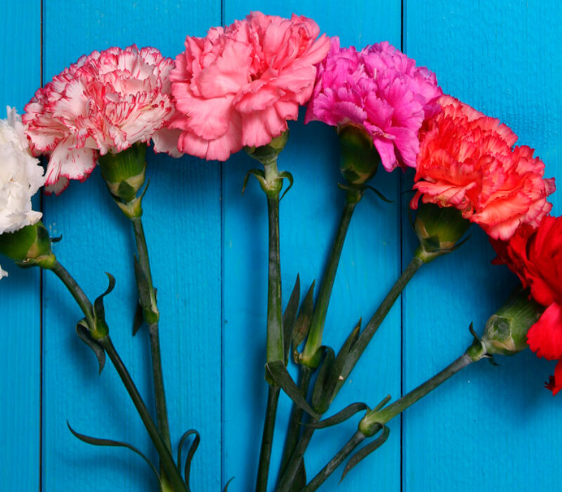 Ja til genmodifiserte nellikar