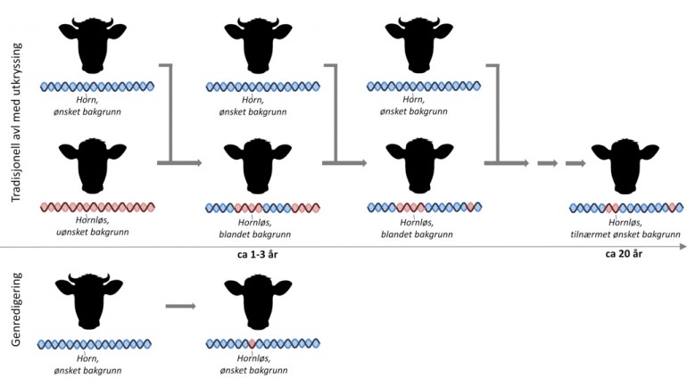 Figur som viser bruk av CRISPR for å remskaffe organismer med ønskede genetiske egenskaper.