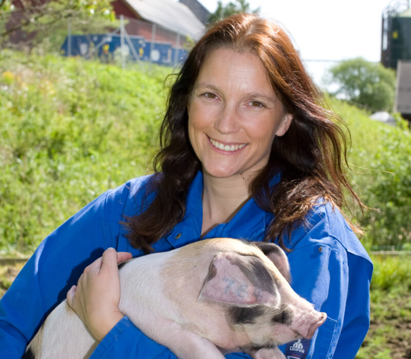 Sjukdomsresistente grisar med CRISPR-teknologi