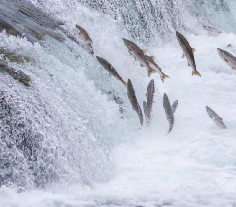 Steril oppdrettslaks med genredigering