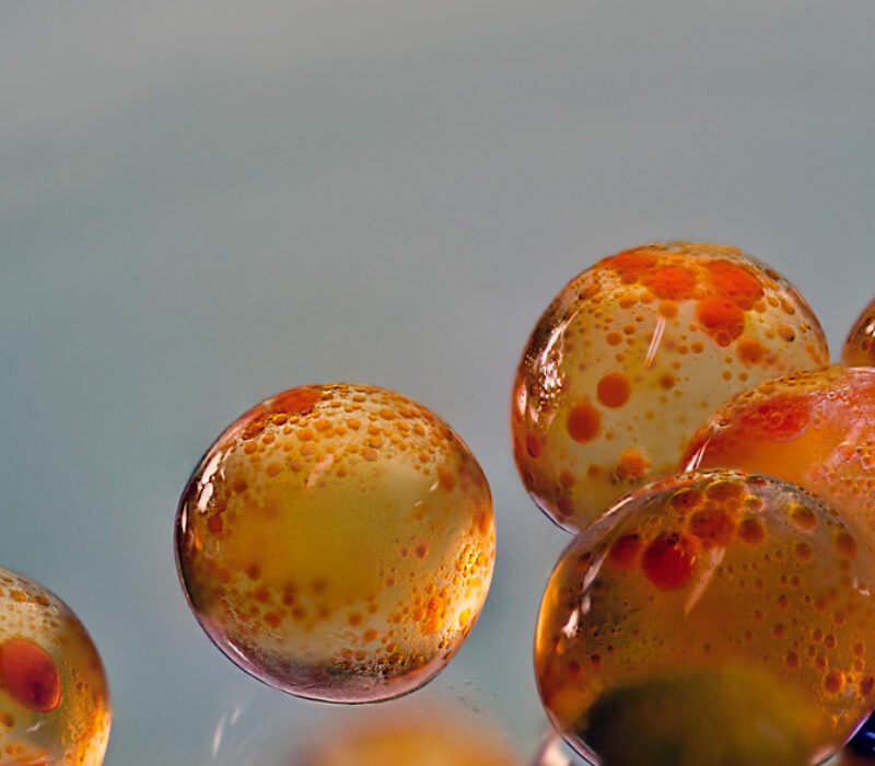 Vil lege sår med fiskeegg