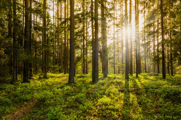 Skog i motlys