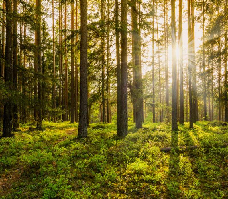 Jaktar grønare biodrivstoff