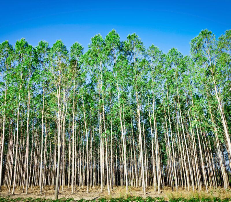 Vil genmodifisere eukalyptus
