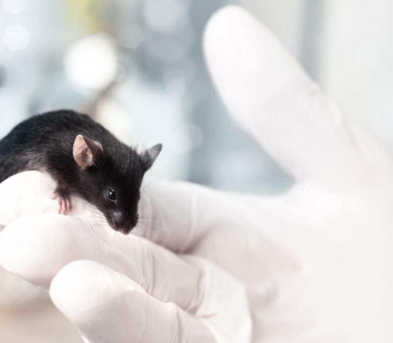 Forskningsgjennombrudd: Egg fra laboratoriet