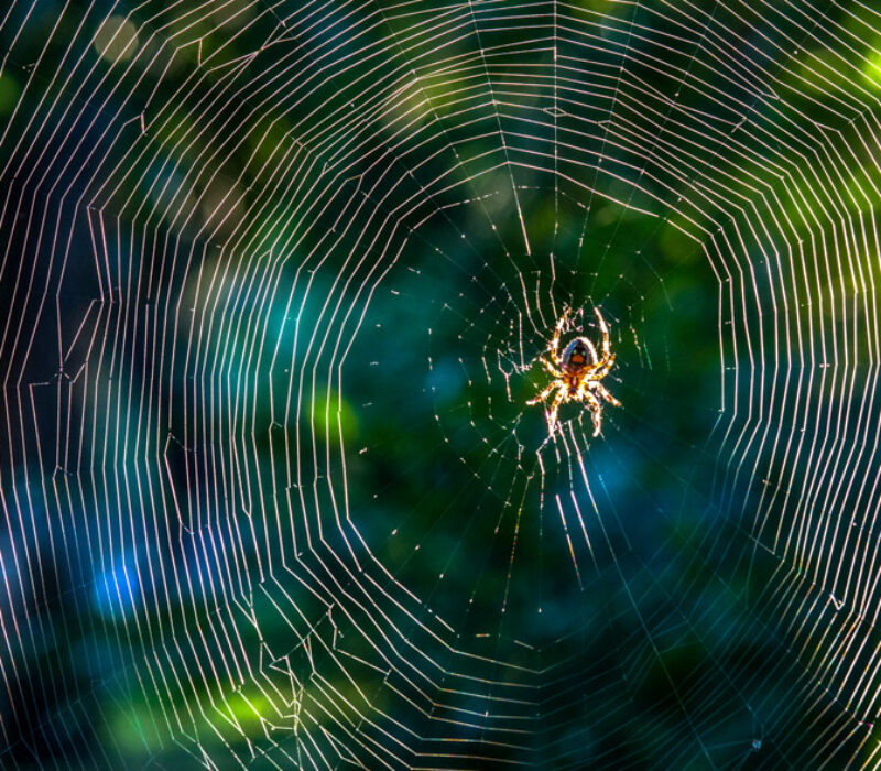 Genmodifisering kan gi skotsikre vestar
