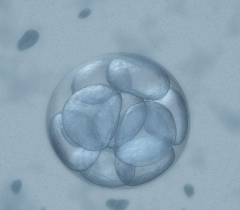 Bioteknologirådet sier ja til at friske kvinner kan fryse egg. Flertall også for embryodonasjon.
