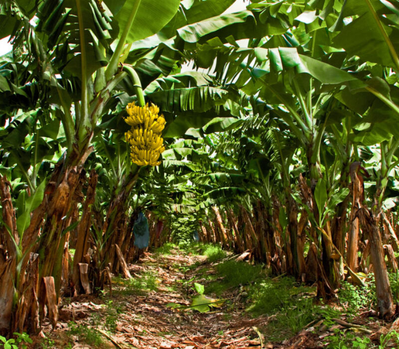 Kan genmodifisering redde Afrikas bananer?