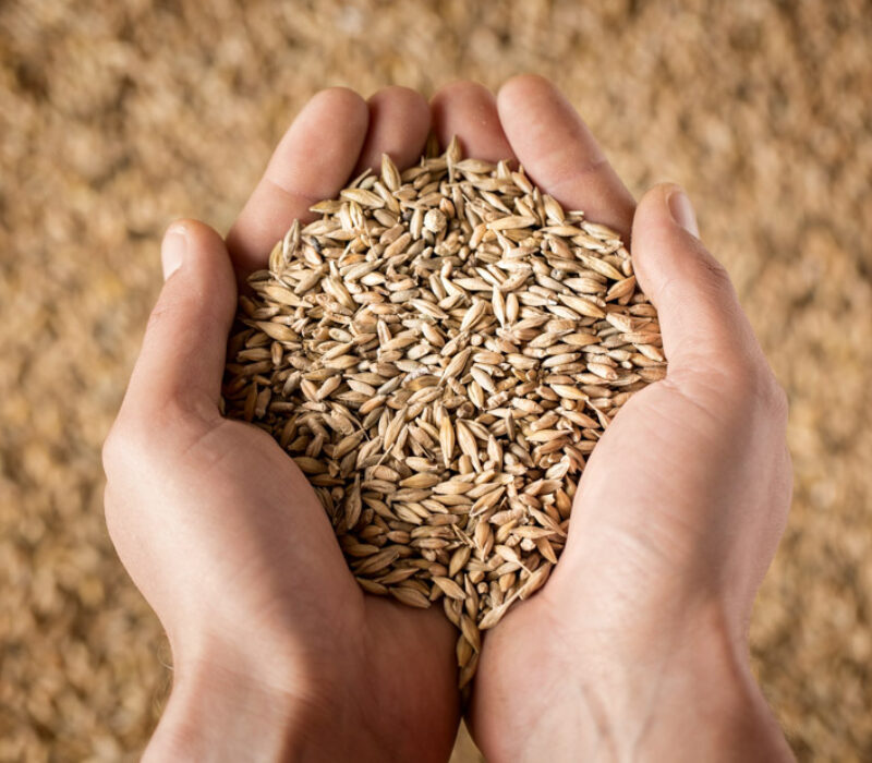 Verdens frø samles på få hender