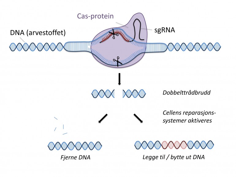 Figur som viser hvordan genredigering med crispr fungerer. 