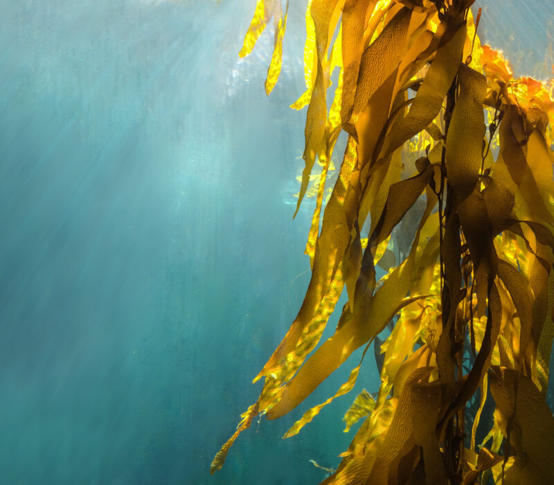 Tare mot cystisk fibrose