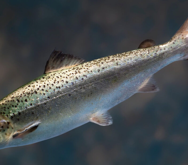 Første GMO-laks solgt som mat