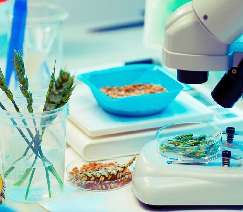 4.12: Lansering og debatt om fremtidens GMO-regelverk