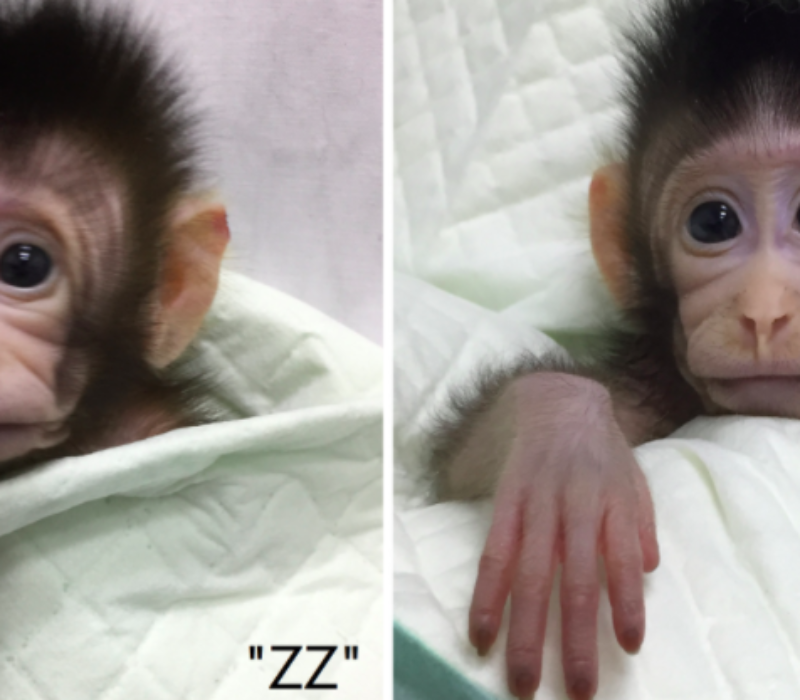 Er verdens første klonede apekatter en god eller dårlig nyhet?