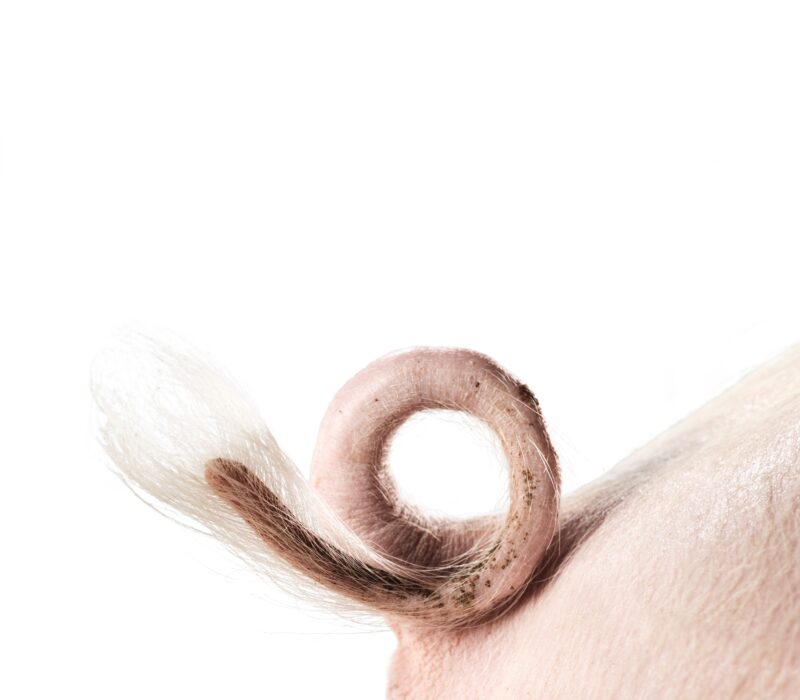 9 millioner kroner til forskning på genredigering