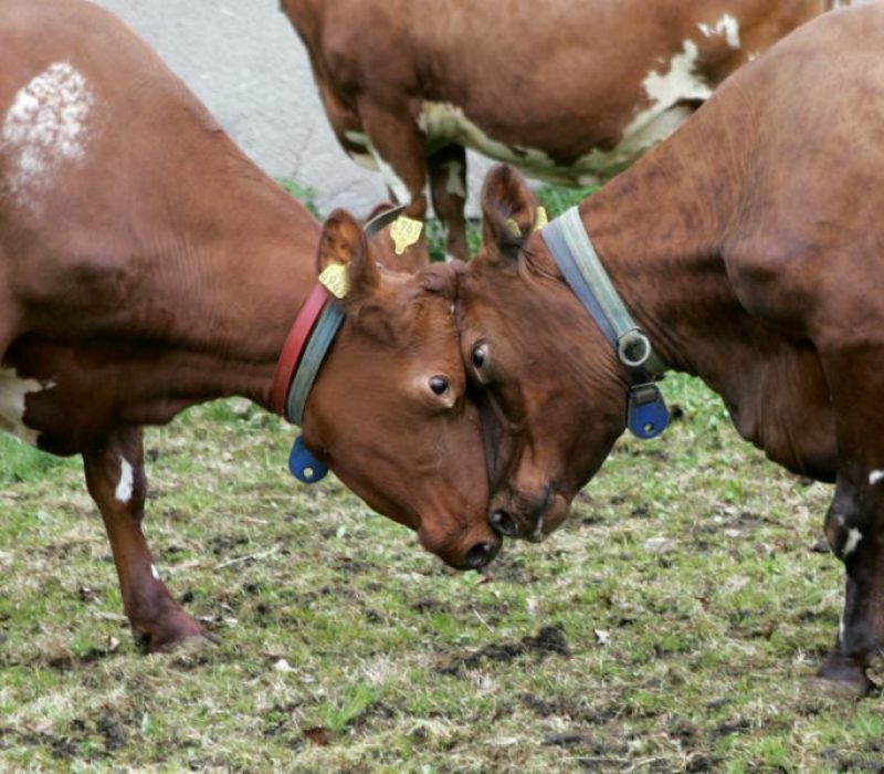 I GENialt: Genredigering tar kyrne ved hornene