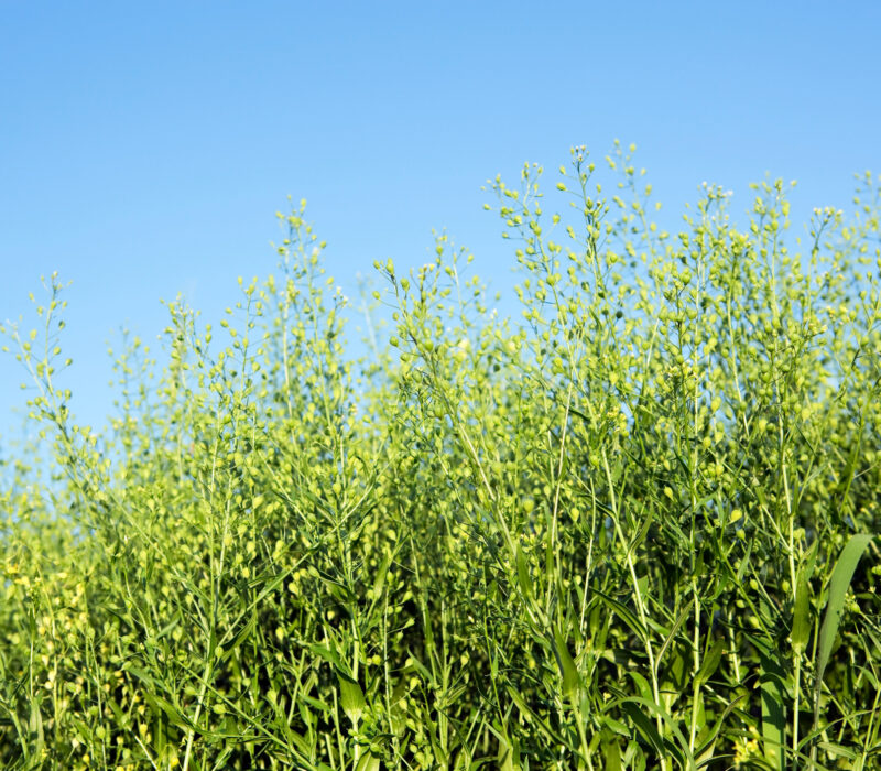 CRISPR-planter skal dyrkes i Storbritannia