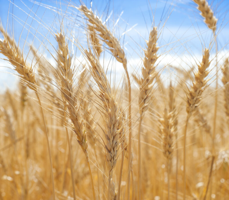 Genmodifisert hvete på ville veier