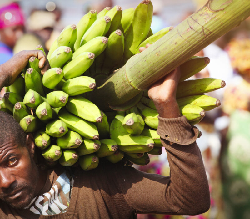 Åpent møte 16. oktober om GMO i Afrika