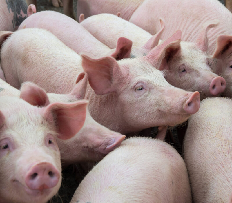 Genredigerte griser blir ikke syke av alvorlig virussykdom
