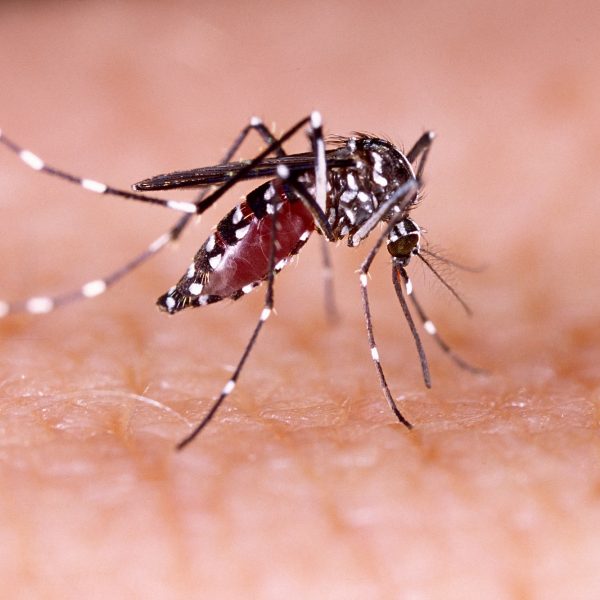 I GENialt: Kraftig summing rundt  genmodifisert mygg  i Brasil