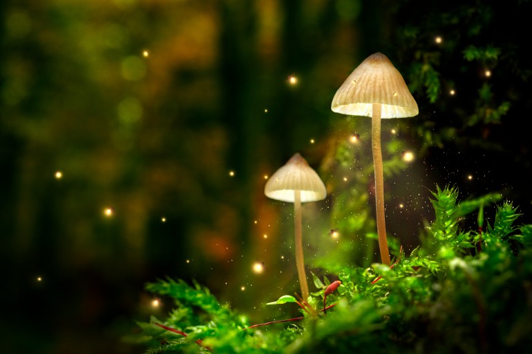 Sjølvlysande sopp og ildfluger skapar magi i skogen. Foto: iStock