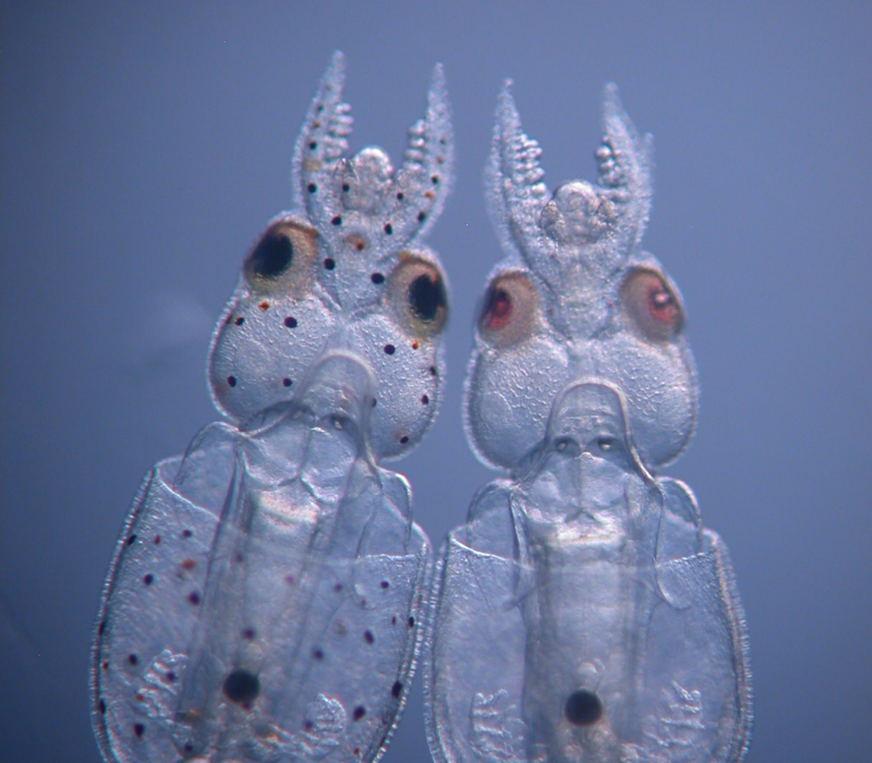 Gjennomsiktig blekksprut