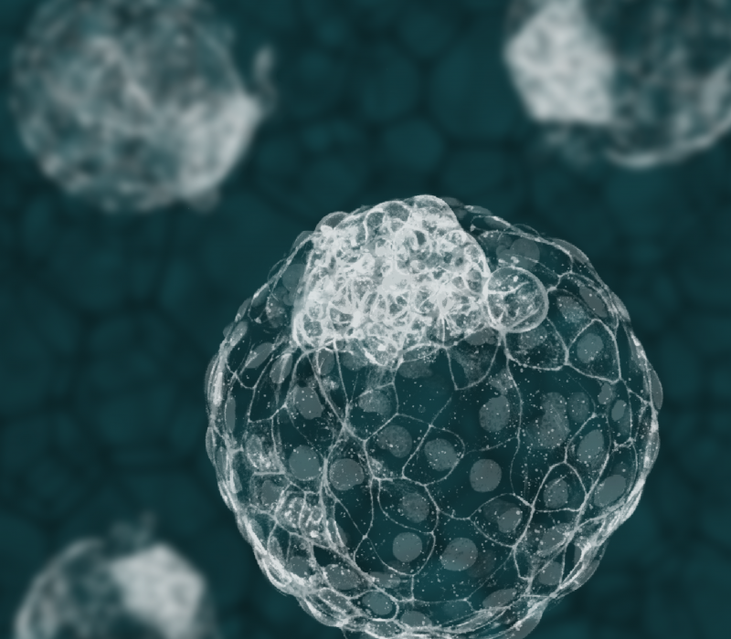 I GENialt: Blastoiden – ein modell av byrjinga på livet