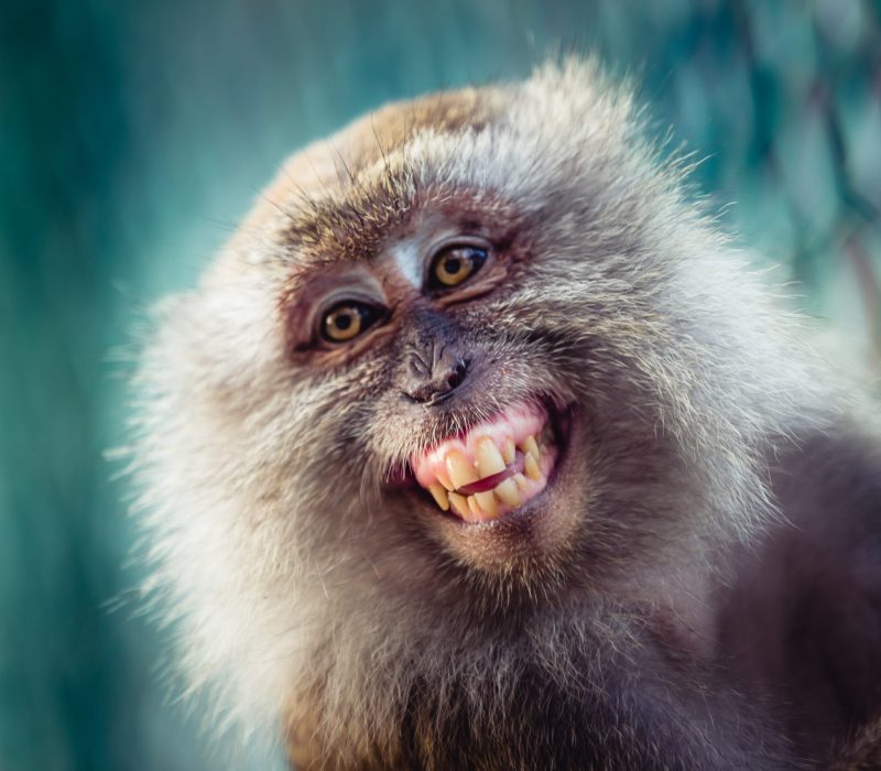 I GENialt: Aper gravide med syntetiske embryo