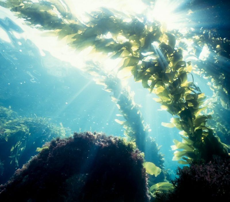 I GENialt: Algeprotein gir lys i mørket