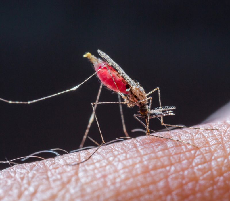I GENialt: Genteknologisk malariavaksine gir nytt håp