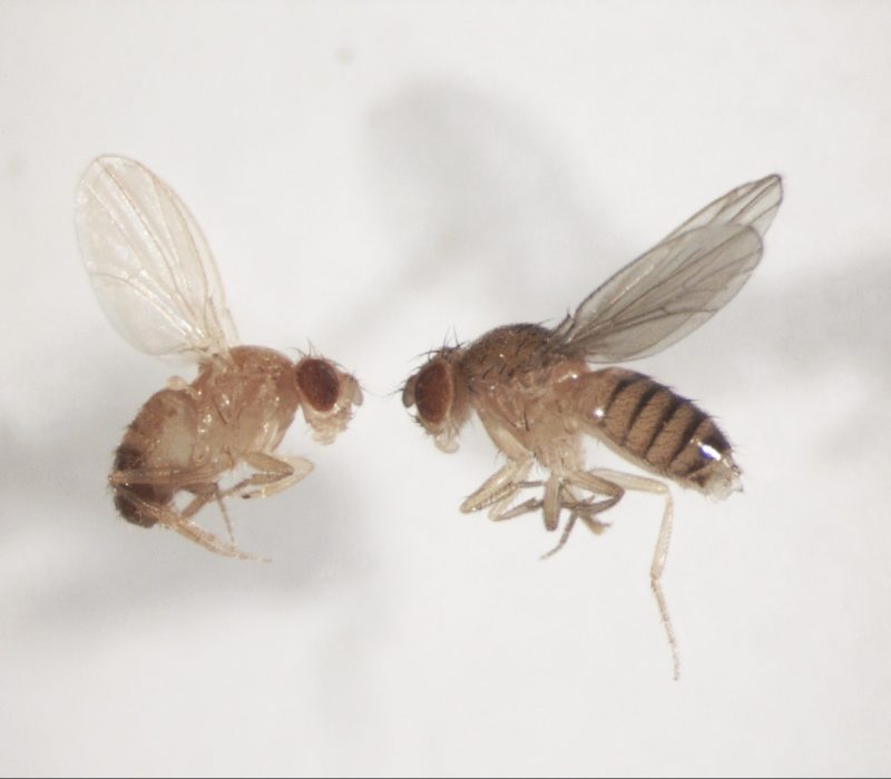 SmåGENialt: Forsker på fluer for å lære om mennesker