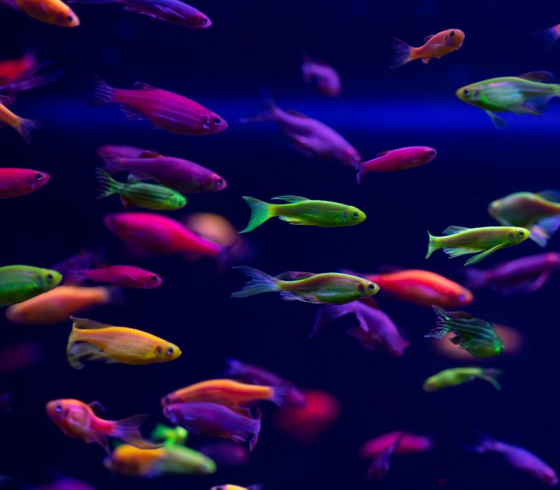 I GENialt: Selvlysende GMO-fisk på rømmen