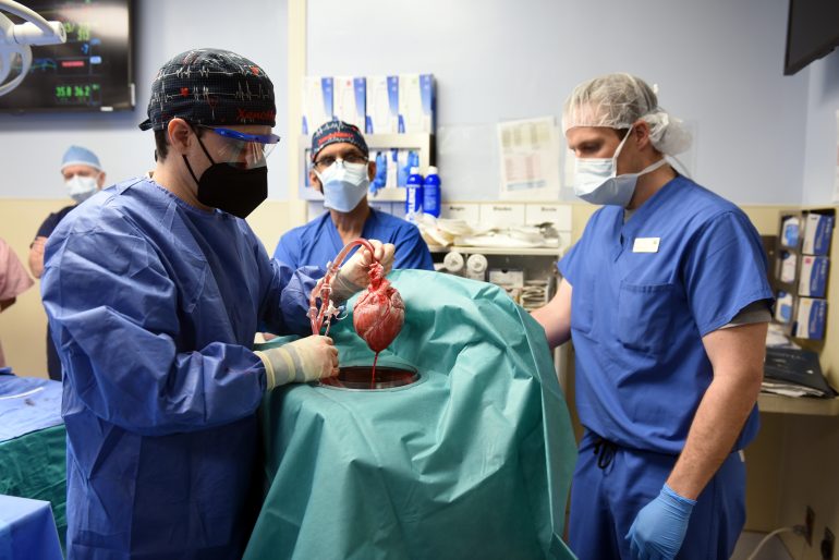 Xenotransplantasjon: bilde av grisehjertet som ble operert ut av grisen, og inn i den hjertesyke amerikaneren. 