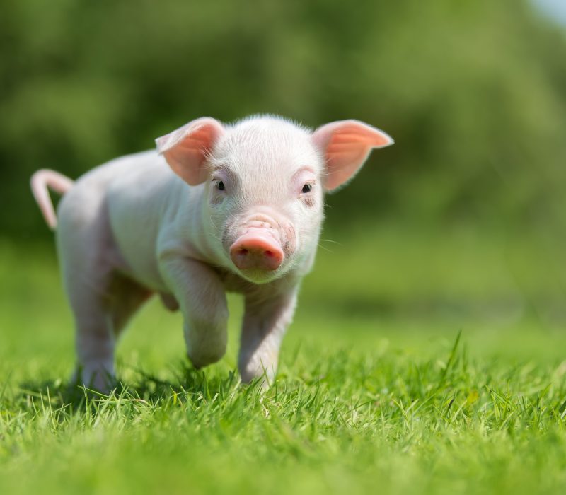 I GENialt: Genredigerte griser som ikke må kastreres