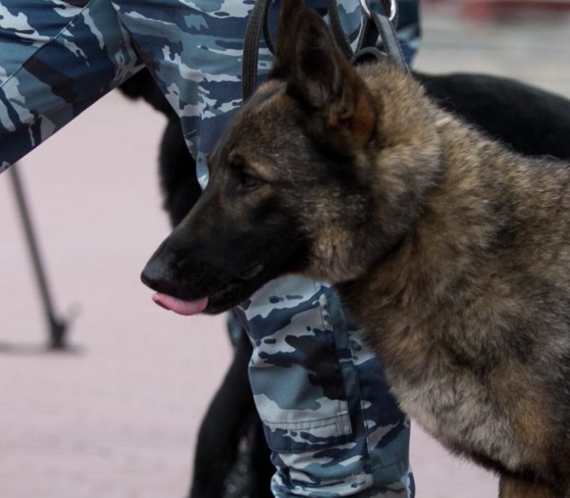 I GENialt: Klonede hunder har blitt politihund i flere land