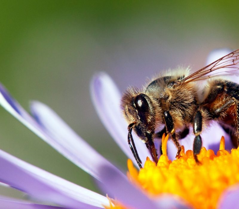 I GENialt: Genmodifiserte planter som lager insektgift – Bra eller dårlig for de «snille» insektene?