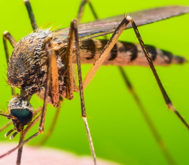 I GENialt: Genmodifisert sopp dreper malariamygg i Burkina Faso