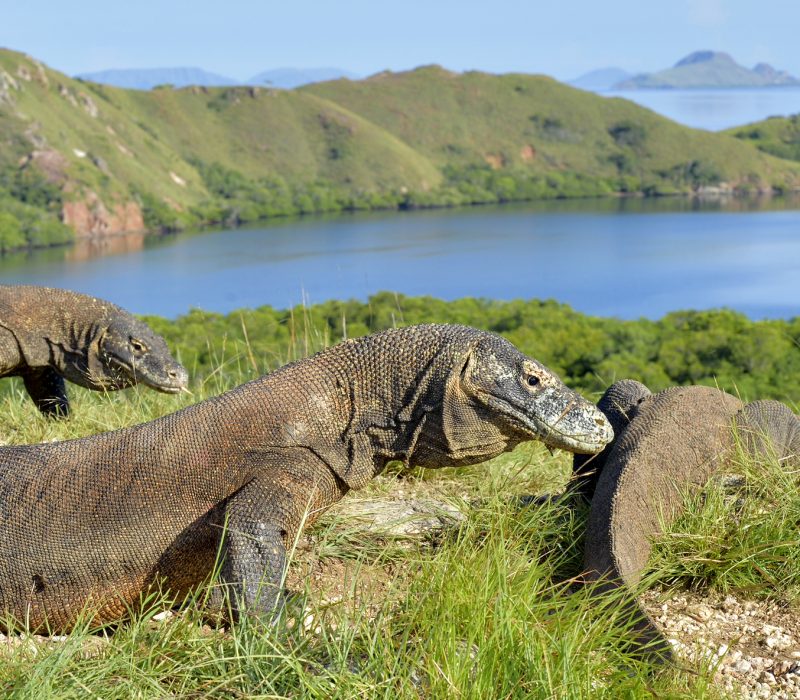 I GENialt: På jakt i drage-DNA