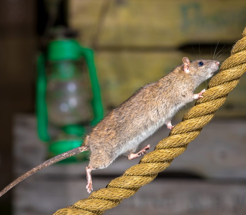 I GENialt: Gendrivere – genteknologisk genistrek eller farlig feilsteg?