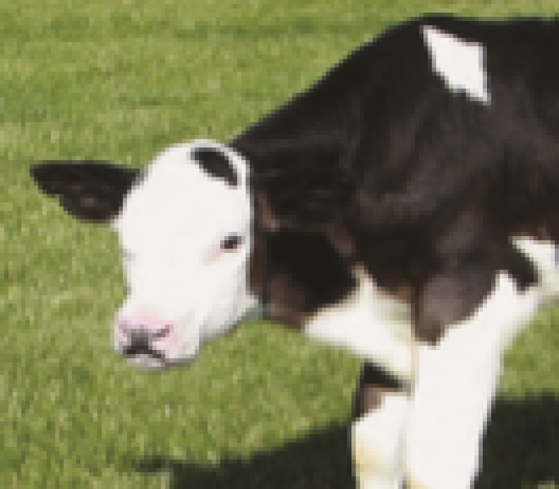 I GENialt: Tok tyren ved hornene – fikk gener for antibiotikaresistens med på kjøpet