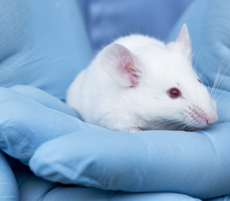 I GENialt: Japan tillater menneske-dyr eksperimenter