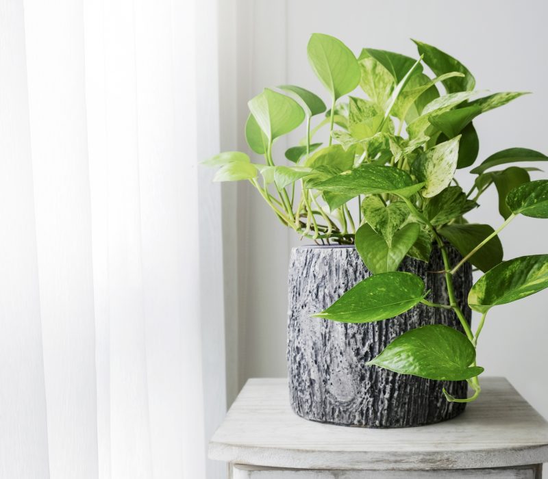 I GENialt: Genmodifisert potteplante reinsar innelufta for skadelege stof