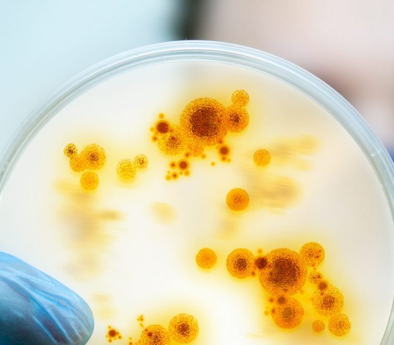 I GENialt: CRISPR mot antibiotikaresistens