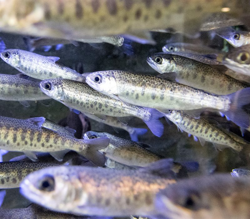 I GENialt: DNA-vaksinert fisk er ikke genmodifisert