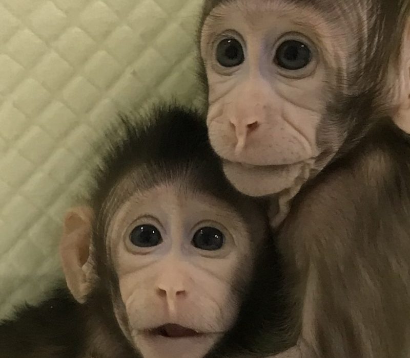 I GENialt: Apar klona – korleis lykkast dei?